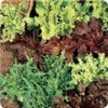 5000 Gourmet Salad Blend Lettuce Seeds - Many Varieties -