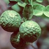 Naissance Bergamot, furocumarin-free (No. 100) 50 ml 100% pure essential