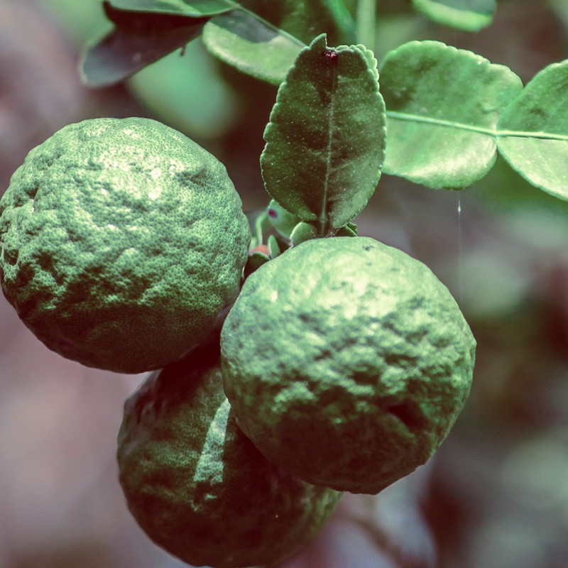 Naissance Bergamot, furocumarin-free (No. 100) 50 ml 100% pure essential