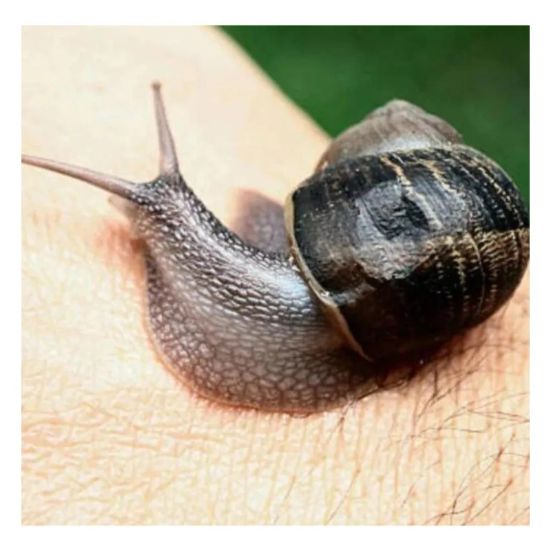 Sheló Nabel Crema Jabón Facial Baba de Caracol Pack 2