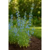 Perennial Farm Salvia Azurea (Blue Sage) – Live Perennial in