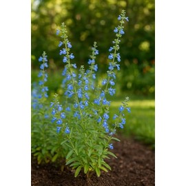 Perennial Farm Salvia Azurea (Blue Sage) – Live Perennial in #1 Container, Sky-Blue Blooms, Tall Spikes, Drought Tolerant, Pollinator Friendly, Ideal for Meadows, Borders & Native Gardens