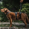 OneTigris Dog Support Harness for Back Legs, Dog Lift Sling