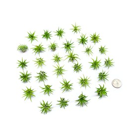 Fairy Garden Tillandsia Air Plants Live Indoor Plants (100PK), Terrarium Plants Live Houseplants Fairy Garden Accessories, Live Plants Indoor Fairy Garden Kit, Air Plant Lover Gifts by Plants for Pets