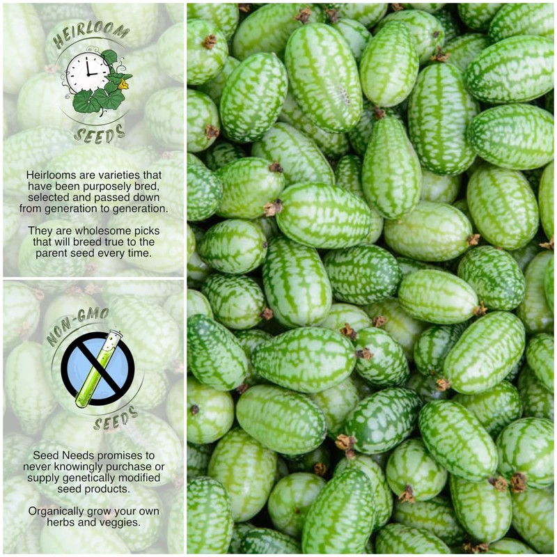 Seed Needs, Cucamelon/Mexican Sour Gherkin Seeds for Planting (Melothria scobra)