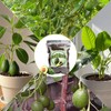 Organic Avocado Tree Potting Soil Mix 1qt, Enhance Growth and