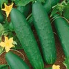 22Day Seeds: Seeds Self-Pollinated Cucumber April F1 / Indoor /