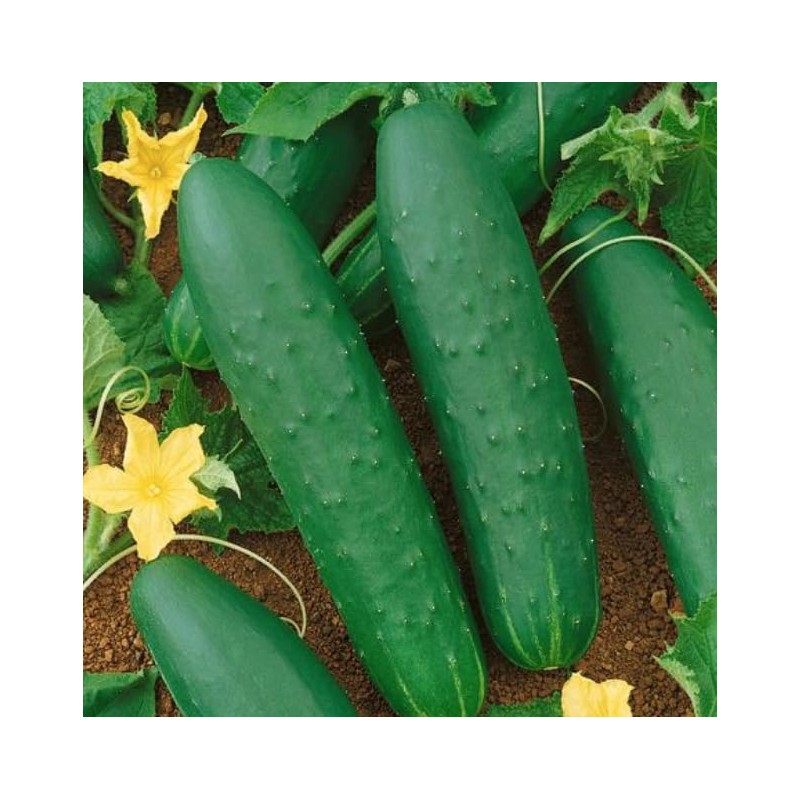 22Day Seeds: Seeds Self-Pollinated Cucumber April F1 / Indoor /