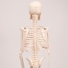 Human skeleton model, 17 inch mini skeleton model with movable