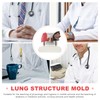 Cabilock Smoking Lung Model and Normal Lung Comparison - Realistic