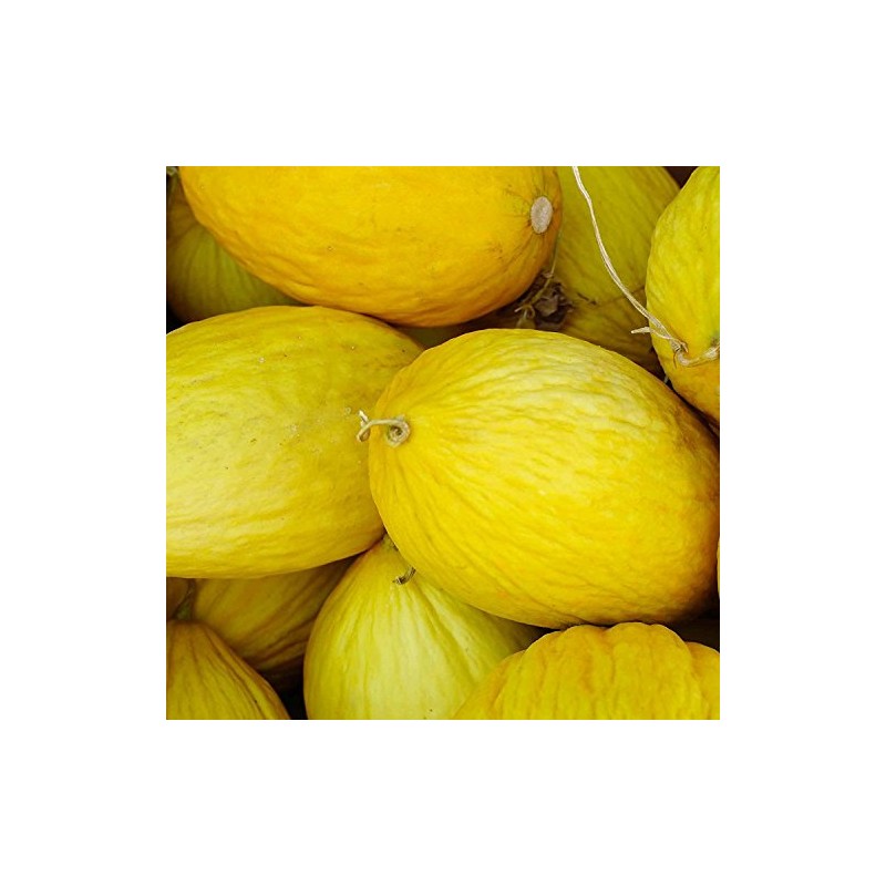 Crenshaw Melon Garden Seed - 1 Oz ~1,000 Seeds -