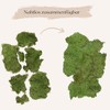 PHILARO Plate Moss - Real Natural Plate Moss from Sweden,
