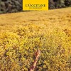 Jabón Líquido De Karité Verbena Loccitane 500ml