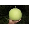 known-you 24 Fragrant Wax Gourd seeds; Taro Winter Melon; Bi