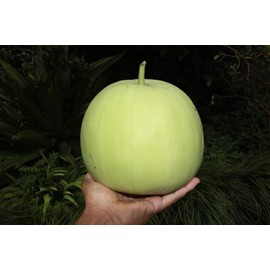 known-you 24 Fragrant Wax Gourd seeds; Taro Winter Melon; Bi Dao; 芋香冬瓜; 農友種苗