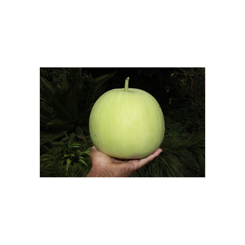 known-you 24 Fragrant Wax Gourd seeds; Taro Winter Melon; Bi