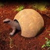 Coconut House, Dodgehouse, Hideaway, Reptile, Small Pet, Cute, Natural, Coconut
