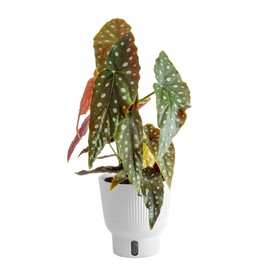 Costa Farms Live Indoor Trending Tropicals Begonia Maculata Plant 15-Inches Tall, White Décor Pot