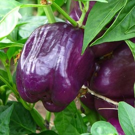 TomorrowSeeds - Purple Beauty Sweet Bell Pepper Seeds - 100+ Count Packet - for 2024 Majestic Violet Belle Star California Chile Non GMO