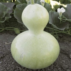 Everwilde Farms - 25 Birdhouse Bottle Gourd Seeds - Gold Vault Jumbo Seed Packet