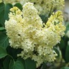 (1) - Primrose Yellow French Lilac (Syringa) - Starter Plant