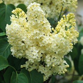 (1) - Primrose Yellow French Lilac (Syringa) - Starter Plant (7L)