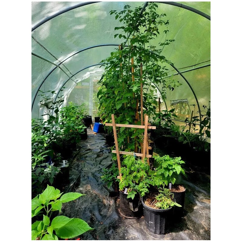Carolina REAPER Chocolate Fire Pepper Seeds Super Hot 2.2+ Million