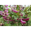 15PCS Purple Hyacinth Bean Seeds Dolichos Lablab Climbing Vine Non-GMO