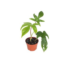 Rare-Philodendron Florida Beauty - 4'' from California Tropicals