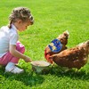 TUKEVA Chicken Training Harness, Comfortable Chicken Training Harness, Adjustable Chicken