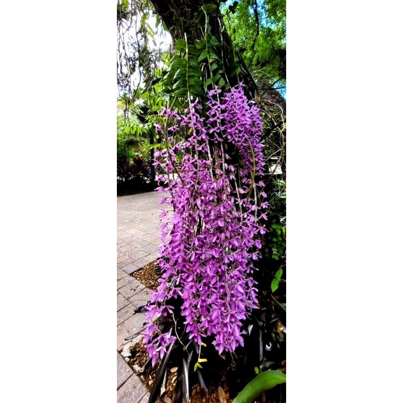 Orchids Dendrobium superbum var. gigantea *Fragrant