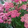 Eden Brothers Yarrow Seeds - Cerise Queen
