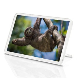 Sloth Chilling Laz Classic Fridge Magnet - Kids Animal Wildlife Gift #15865