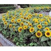 Big Smile Dwarf Sunflower Flowers Premium Seeds for Planting Packet