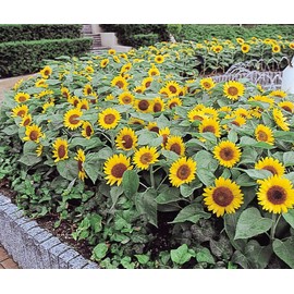 Big Smile Dwarf Sunflower Flowers Premium Seeds for Planting Packet