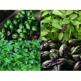 “Global Gourmet Basil Mix” Basil Seeds – 10+ Varieties with Diverse Flavors and Aromas in Each Packet | Never GMO, Always Heirloom and Open-Pollinated | USA Grown Seeds by Liliana's Garden |
