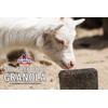 Kalmbach Feeds Soy Free Goat Granola Treat Block for Goats,