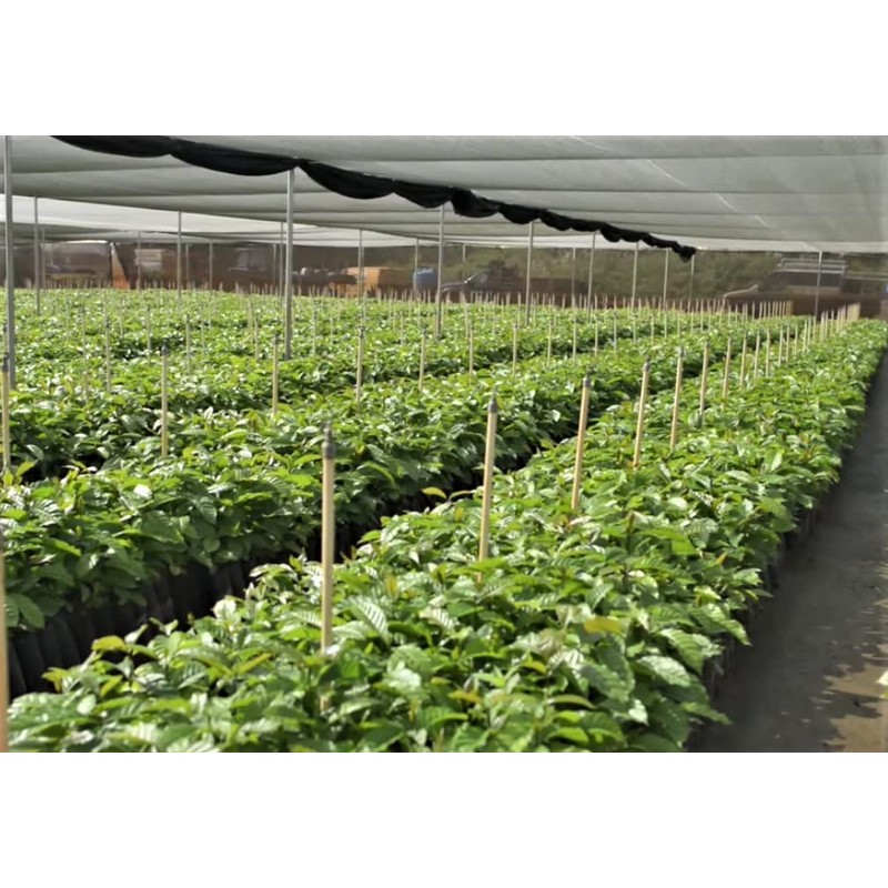 Cafe Crema Ground Puerto Rican Coffee, 14 Ounce Bag (6