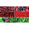 TESIS TISANA FRUTOS DEL BOSQUE CON PETALOS DE ROSA, MORAS,