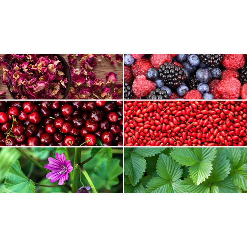 TESIS TISANA FRUTOS DEL BOSQUE CON PETALOS DE ROSA, MORAS,