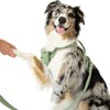 No Pull Adjustable Dog Harness - Water Resistant & Easy