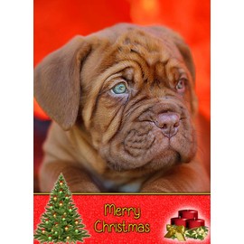 Dogue de Bordeaux Dog Christmas Card 'Merry Christmas' - Special Animal Xmas Card for Him Her from Pets Kids