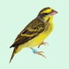 FOIBURELY 80 pcs Numbered Bird Ring Leg Bands for Gouldian