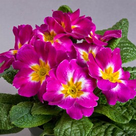 Outsidepride Danova Wine Bicolor Common Primrose Seeds - 25 Pcs Annual, Hardy, Easy to Grow & Low Maintenance Flower Seeds for Planting Vibrant Blooms, for Containers, Borders & Erosion Control