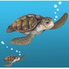 Create-A-Mural : Sea Turtle Wall Decal ~Realistic Undersea Animal for