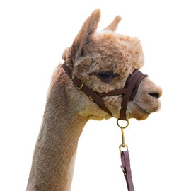 Alpaca Lead Set High-Quality Faux Leather Halter and Lead: Perfect for an Alpaca Hike Dark Brown