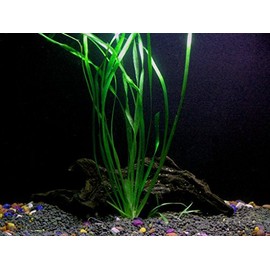 1 Vallisneria Italian Bunch - Beginner Tropical Live Aquarium Plant