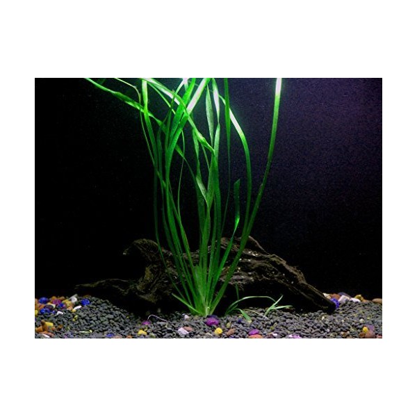 1 Vallisneria Italian Bunch - Beginner Tropical Live Aquarium Plant