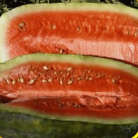 Everwilde Farms - 40 Congo Watermelon Seeds - Gold Vault Jumbo Seed Packet