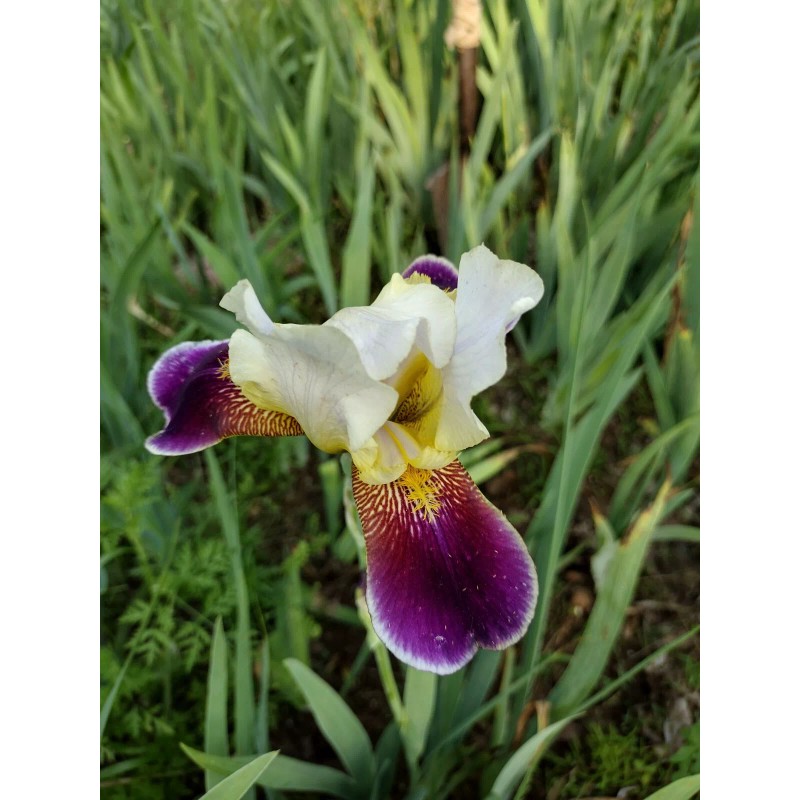 Bearded Iris 15 Bearded Iris Rhizomes – Easy to Grow,